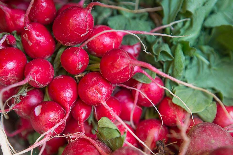 radishes
